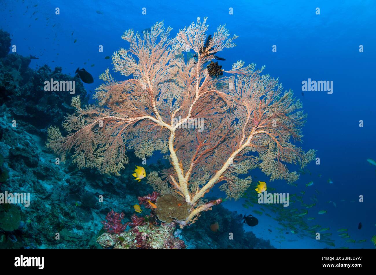 Gorgonian Sea Fan (Melithaea sp.) mit zwei goldenen Damsel (Amblyglyphidodon aureus) Similan Inseln, Andamanensee, Thailand. Stockfoto