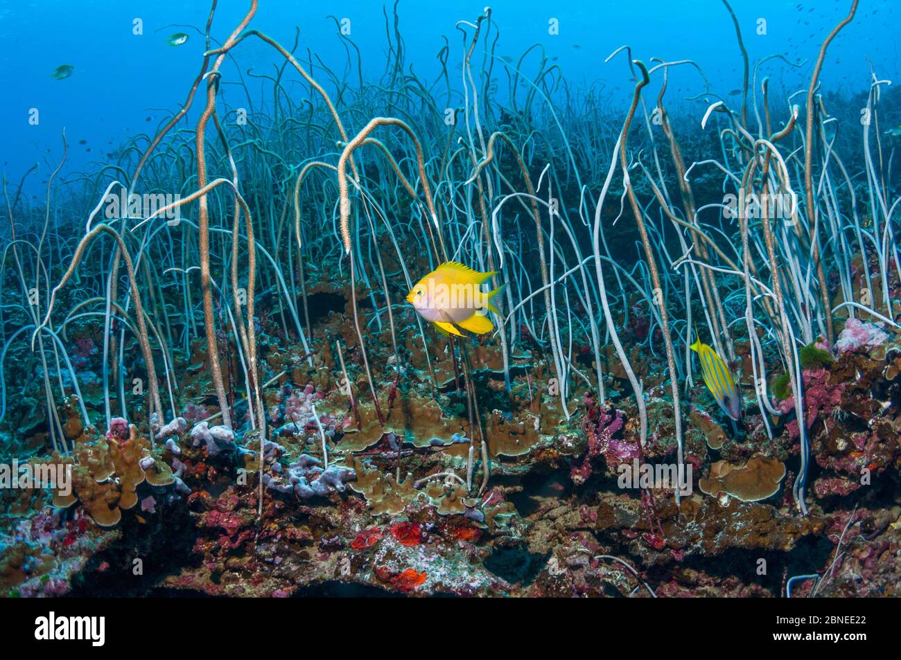 Delikate Meerespeitschen (Junceella fragilis) Wald mit einem goldenen Damegoisten (Amblyglyphidodon aureus) Similan Inseln, Andamanensee, Thailand. Stockfoto