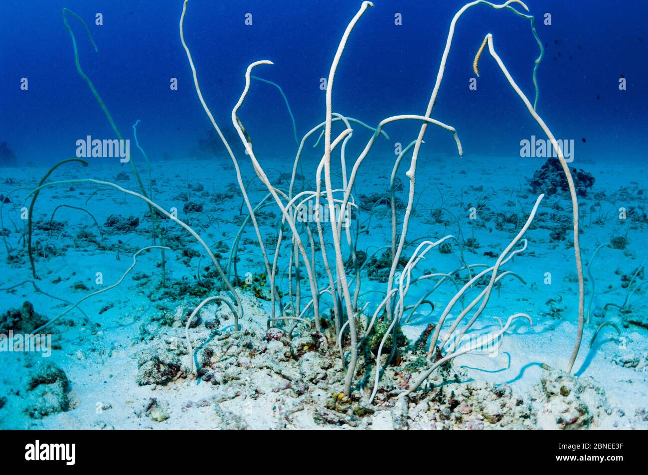 Zarte meer Peitsche (Junceella fragilis) Wachsende am Meeresboden. Similan Inseln, Andaman Sea, Thailand. Stockfoto