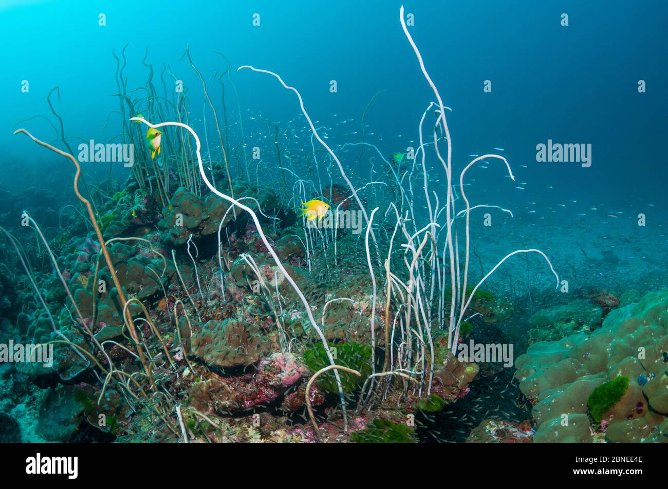 Die Korallen (Junceella fragilis) mit den Golddammeln (Amblyglyphidodon aureus) schlagen, die Eier auf die Peitschenkorallen legen. Similan Inseln, Thailand, Andaman S. Stockfoto
