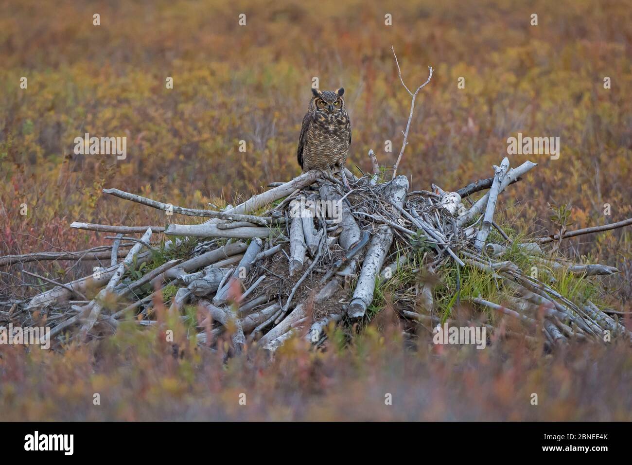 Große gehörnte Eule (Bubo virginianus) auf Holzstapel sitzen, Acadia National Park, Maine, USA. Oktober Stockfoto