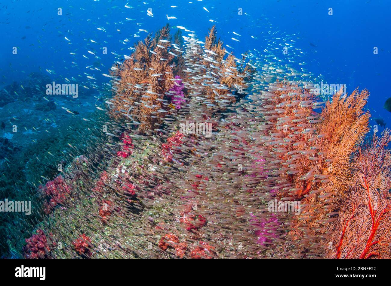 Gorgonien-Meeresfächer (Melithaea sp.) und Weichkorallen (Dendronephthya sp.) mit einer großen Schule von Pygmäen-Kehrmaschinen (Parapriacanthus ransonetti) Andamanensee, Stockfoto