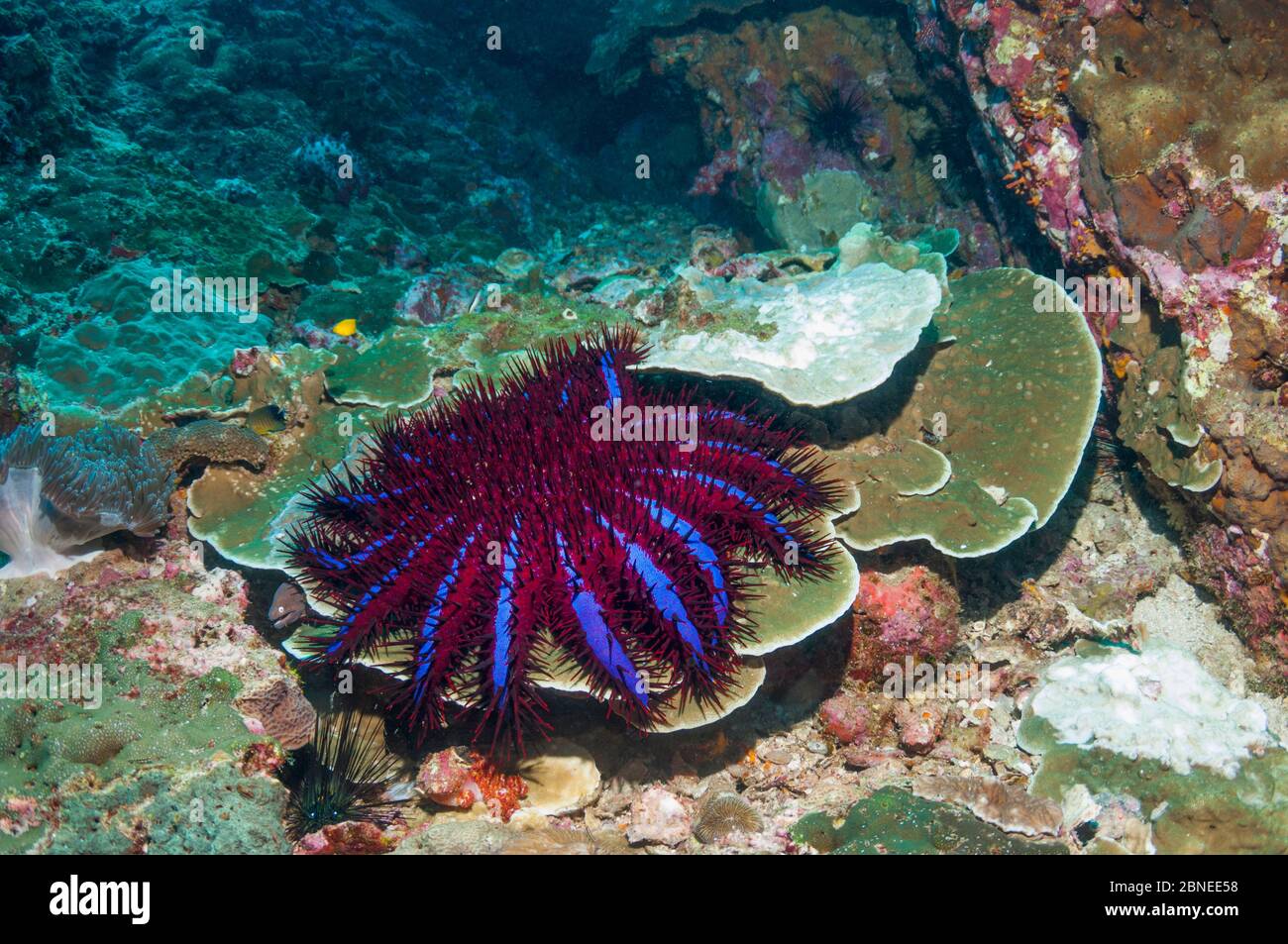 Dornenkrone-Seesterne (Acanthaster planci) neben einem Korallenfleck, auf dem er sich gepryt hat. Nur in Thailand sind die Dornenkrone-Seestern dieser unusua Stockfoto