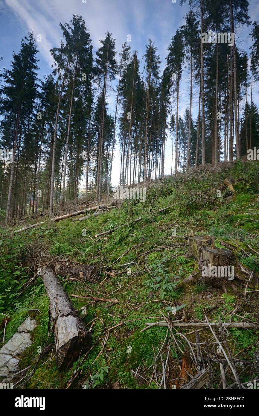 Waldgebiet nach dem Holzschlag, Apuseni-Gebirge, Karpaten, Rumänien. August 2014. Stockfoto