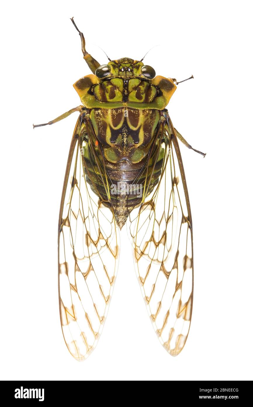 Cicada (Cicadidae) Nebelwald, Mashpi, Ecuador. Meetyourneighbors.net Projekt Stockfoto