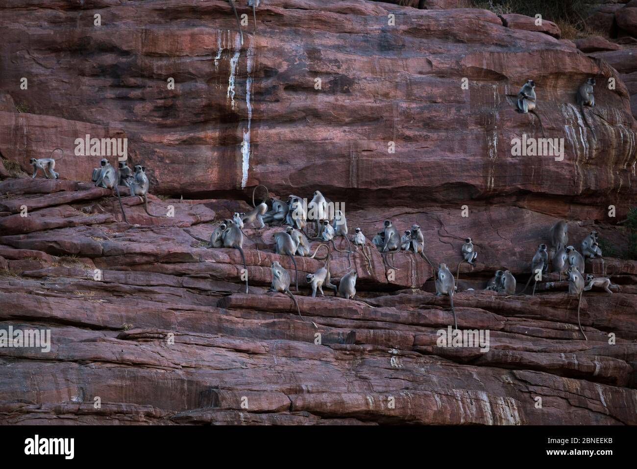Südebene graue Langur / Hanuman langurs (Semnopithecus dussumieri) auf Sandsteinfelsen gesammelt. Jodhpur, Rajasthan, Indien. März. Stockfoto