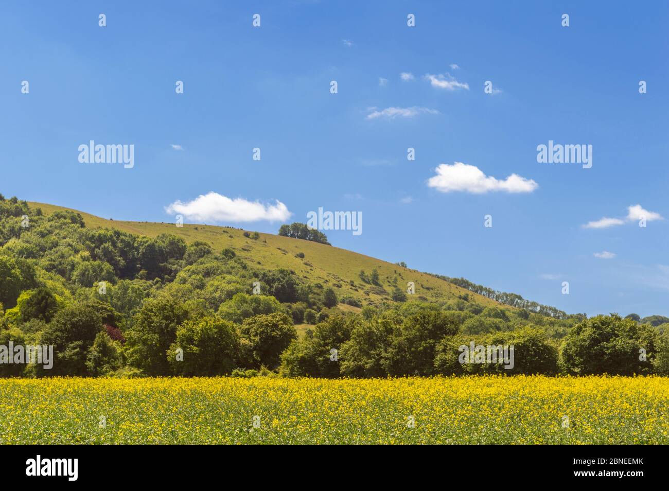 South Downs Hills in Sussex Südengland, Spätsommer in Großbritannien Stockfoto