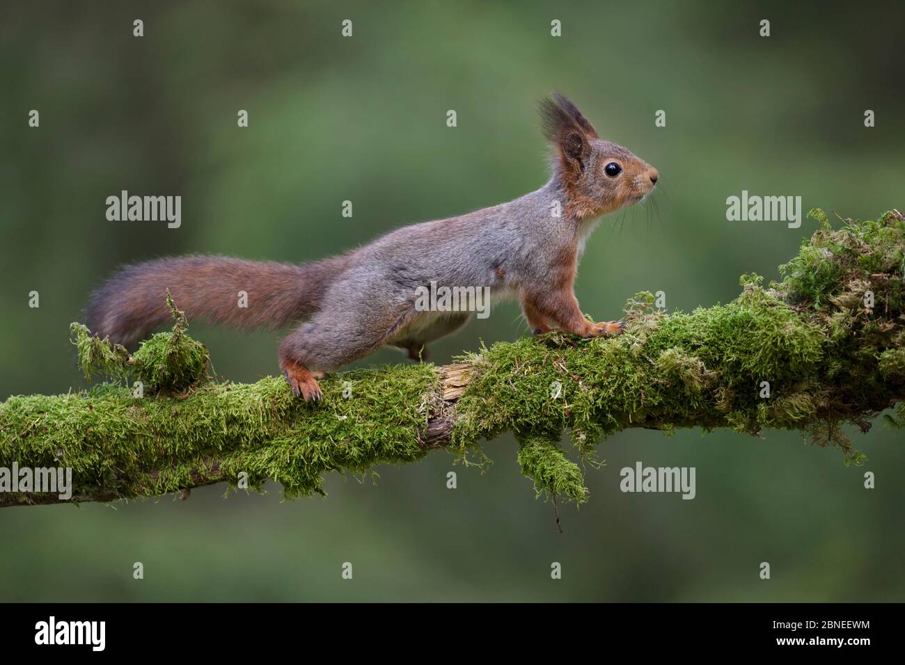 Rotes Eichhörnchen (Sciurus vulgaris) Männchen, das über ein moosbedecktes Baumstamm geht. Südnorwegen. Mai Stockfoto