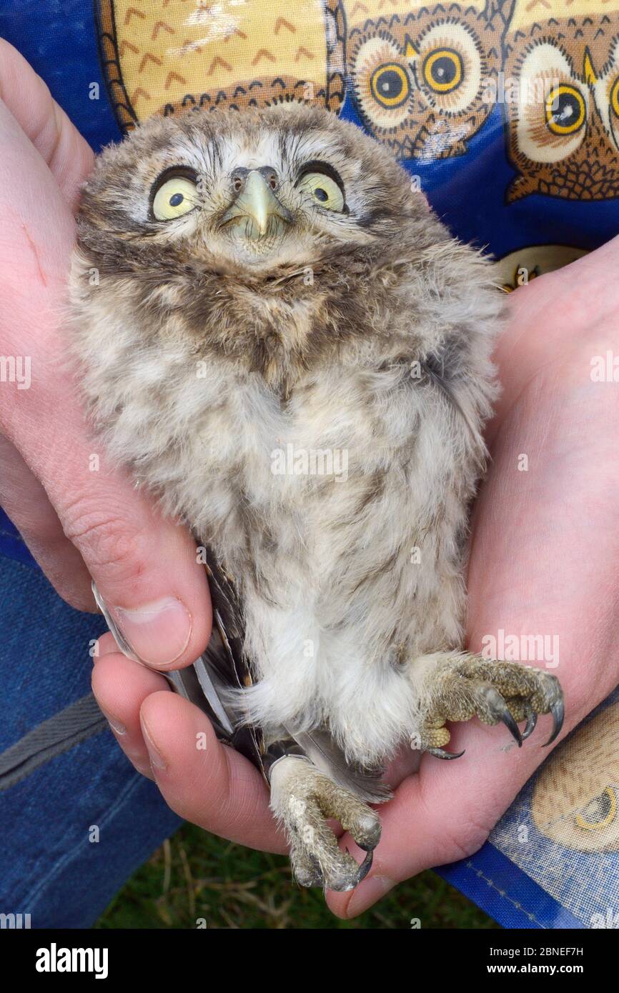 Kleines Eulenkick (Athene noctua), das nach einem Vogelgesurng während einer Nestbox-Umfrage in Wiltshire, Großbritannien, im Juni gehalten wurde. Stockfoto