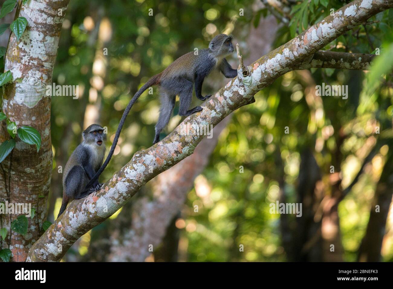 Blauer Affe (Cercopithecus mitis) Weibchen mit Junghündin, Jozani Forest, Jozani Chwaka Bay NP, Sansibar, Tansania, August. Stockfoto