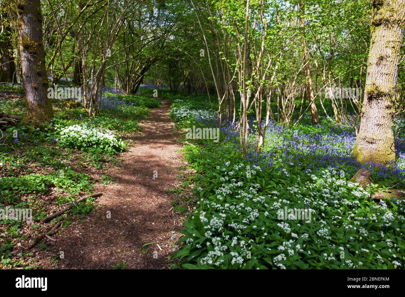 Fußweg durch Garston Holz RSPB Reservat mit Bluebell (Hyacinthoides non-scripta) und Bärlauch (Allium ursinum) in der Nähe von Shaftesbury, Dorset, Großbritannien Stockfoto