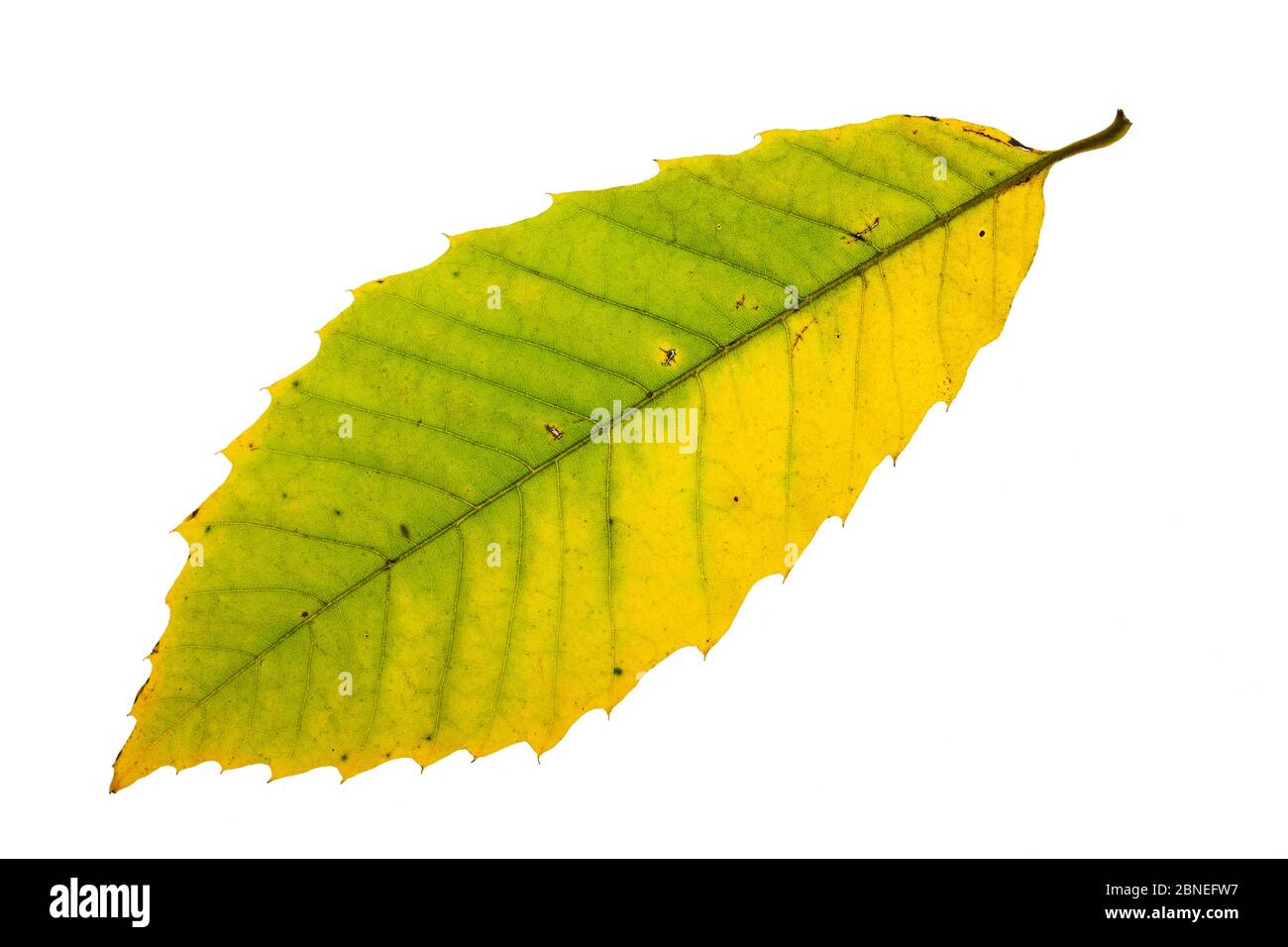 Edelkastanie (Castanea sativa) Einzelblatt auf Leuchtkasten Ringwood Hampshire UK Oktober Stockfoto