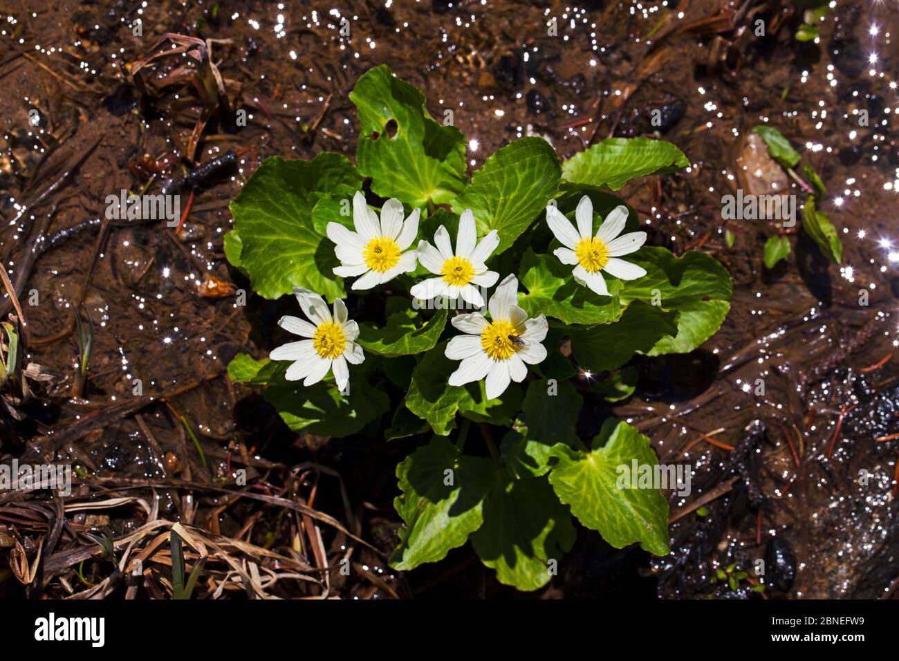 Weiße Sumpfseichelmureigenblume (Caltha leptosepala) wächst in nassen Bereich am Straßenrand Ufer, Rocky Mountain National Park, Colorado, USA Juni Stockfoto