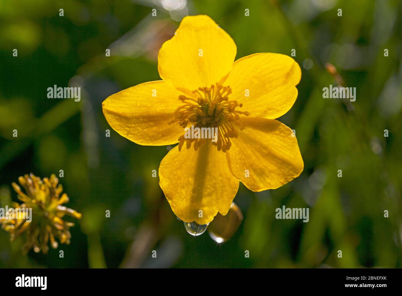 Marschmaringold (Caltha palustris) Nahaufnahme der Blume, Wasserwiesen in Ringwood, Hampshire, Großbritannien Mai Stockfoto