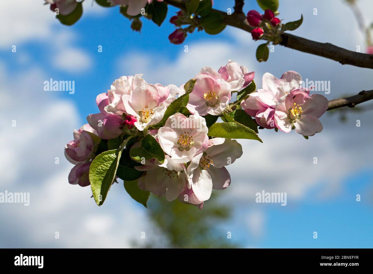 Apfelblüte (Malus domestica) in einer Kleingartenbaude, Ringwood, Hampshire, Großbritannien April Stockfoto