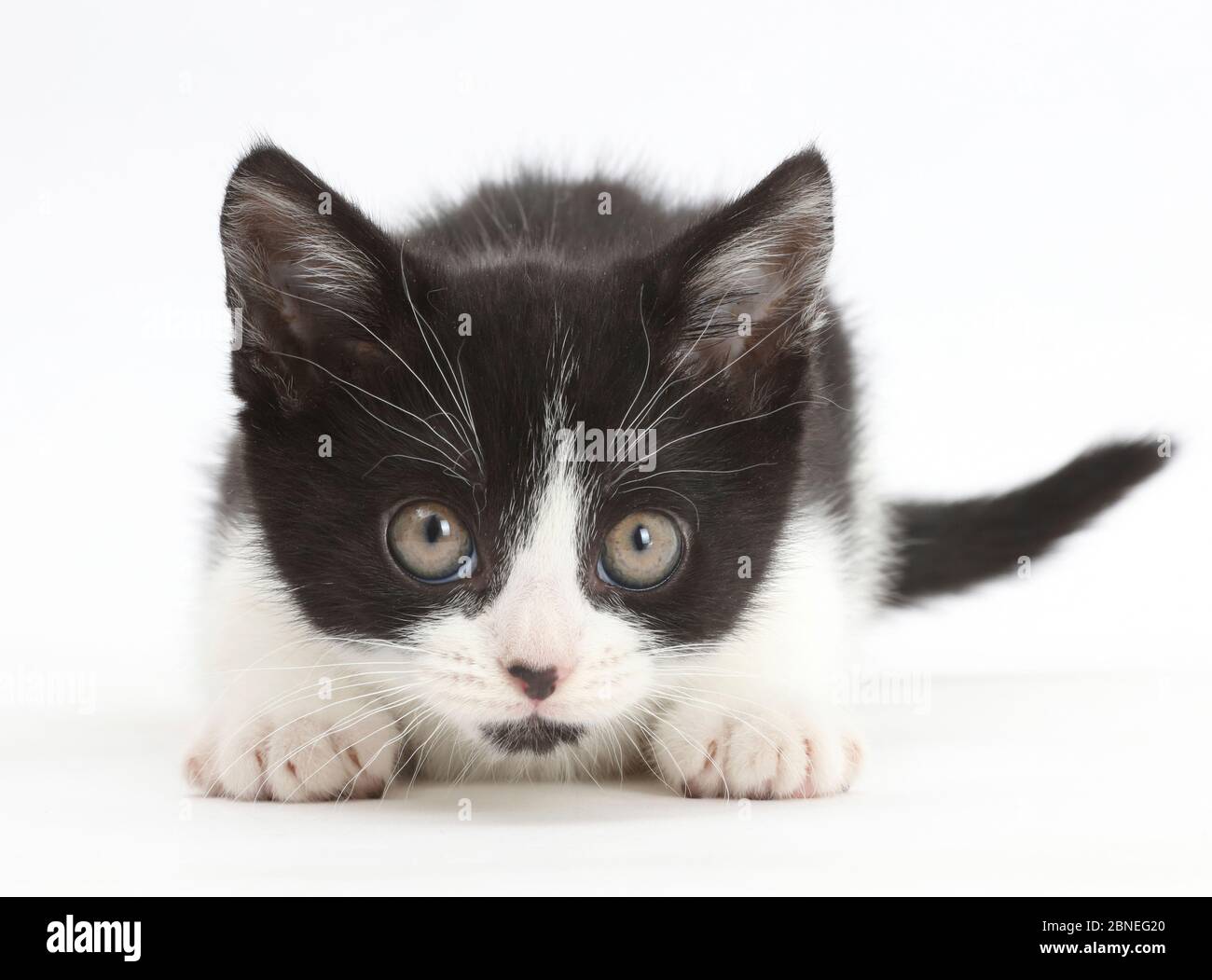 Schwarz-weiß Kätzchen, Loona, Alter 11 Wochen, starrend aufmerksam. Stockfoto