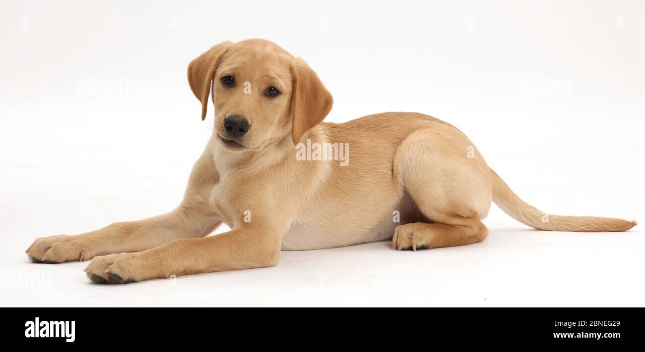 Gelber Labrador Retriever Welpe, Alter 11 Wochen. Stockfoto