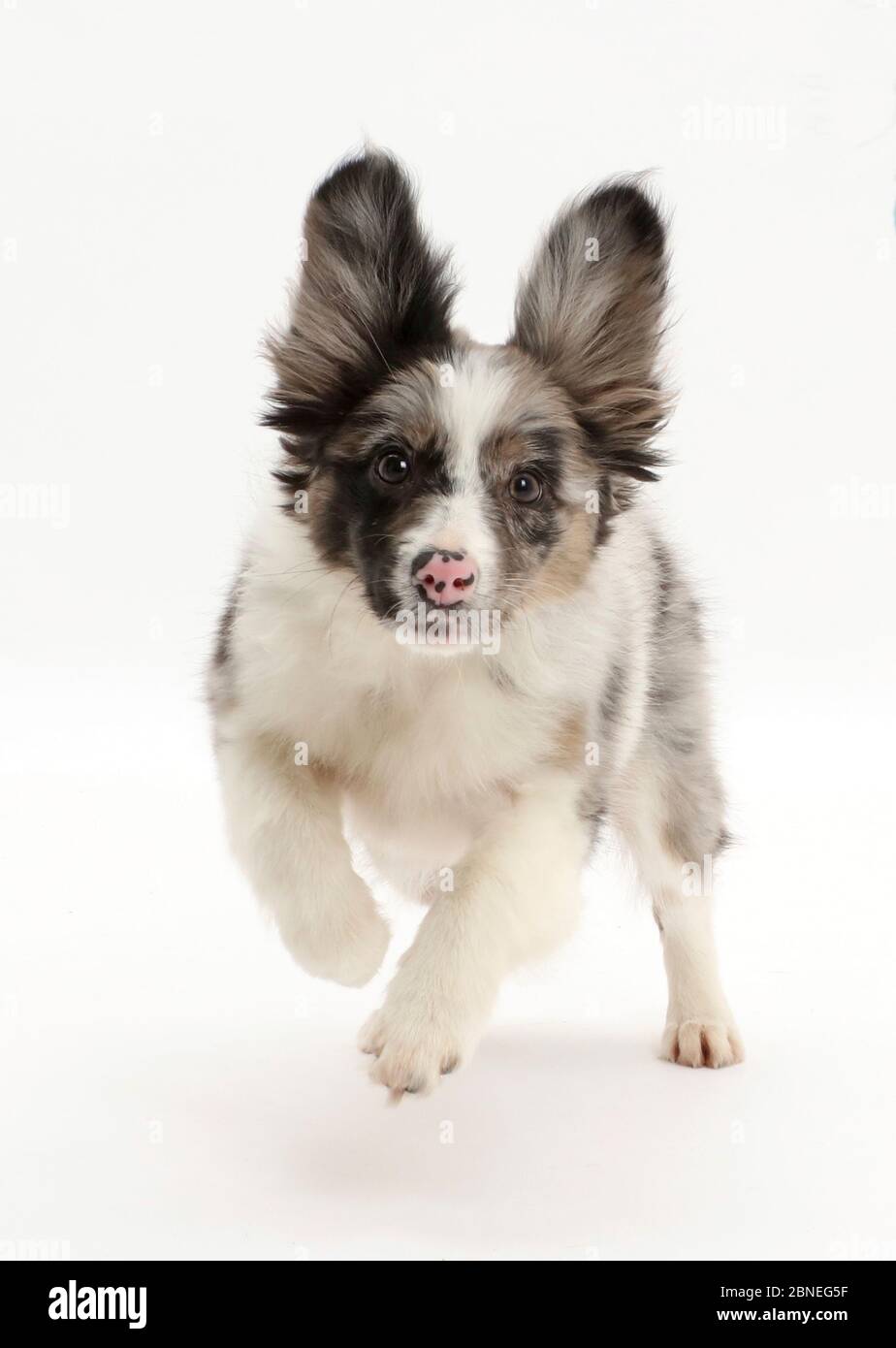 Papillon x Collie Welpe, Jazz, Alter 3 Monate, laufend. Stockfoto