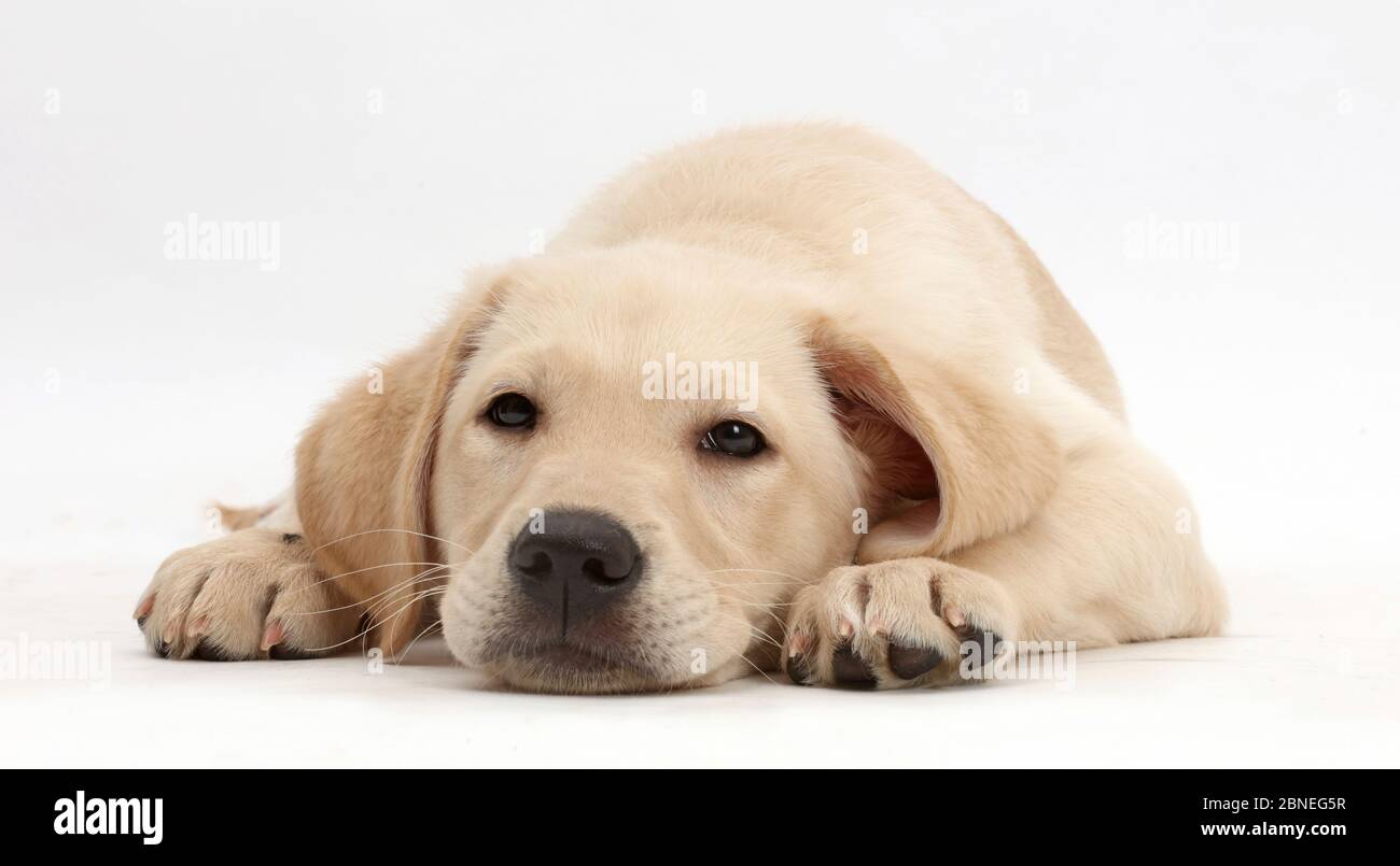 Schläfriger gelber Labrador Retriever Welpe, Alter 9 Wochen. Stockfoto