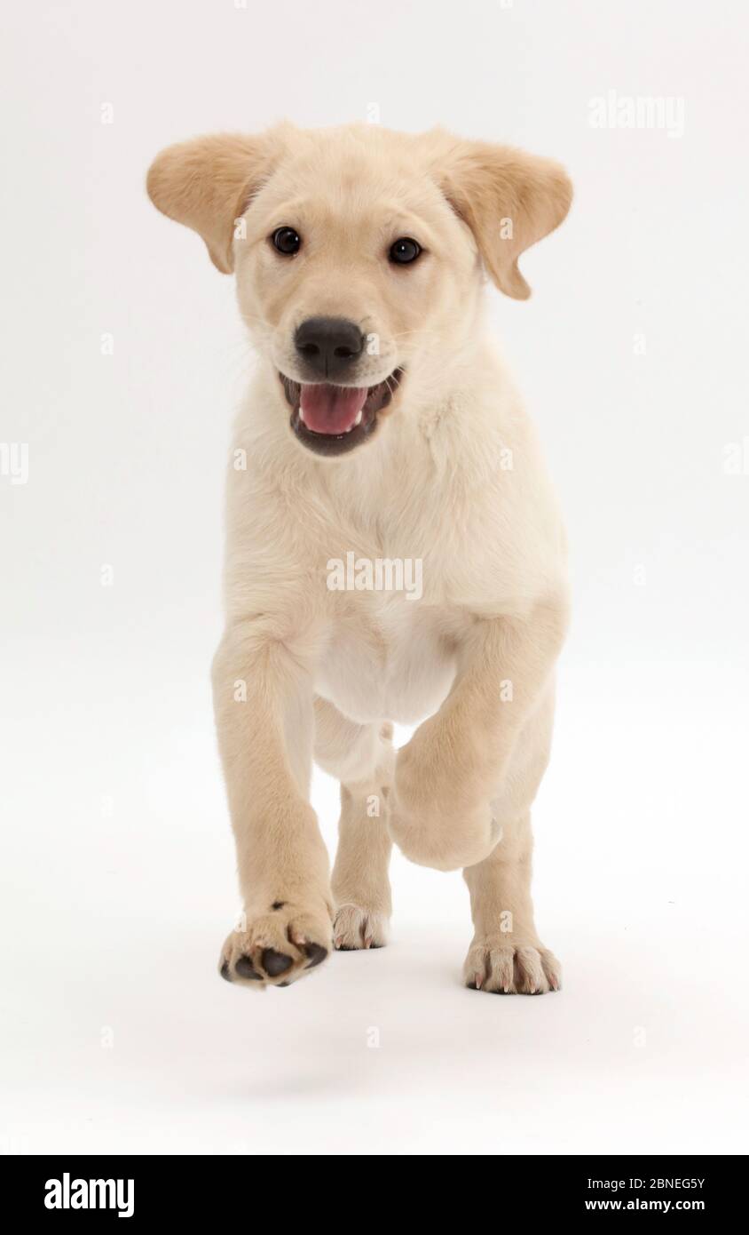 Verspielter gelber Labrador Retriever Welpe, Alter 9 Wochen, laufend. Stockfoto