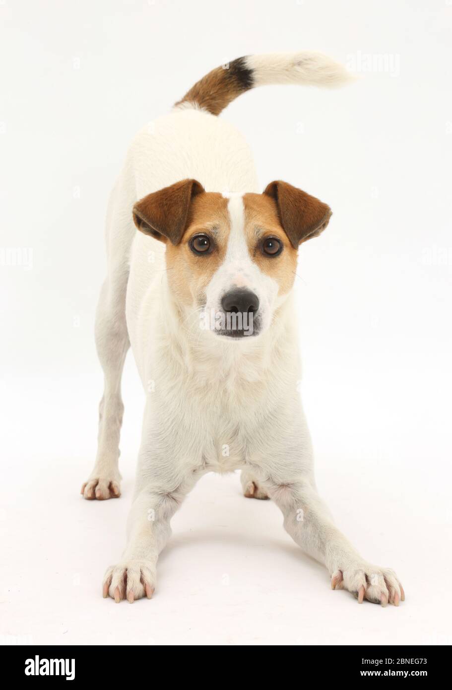 Jack Russell Terrier, Milo, Alter 5 Jahre, im Spiel - Bug Haltung. Stockfoto