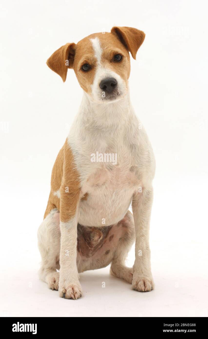 Jack Russell Terrier, Bobby, sitzen. Stockfoto