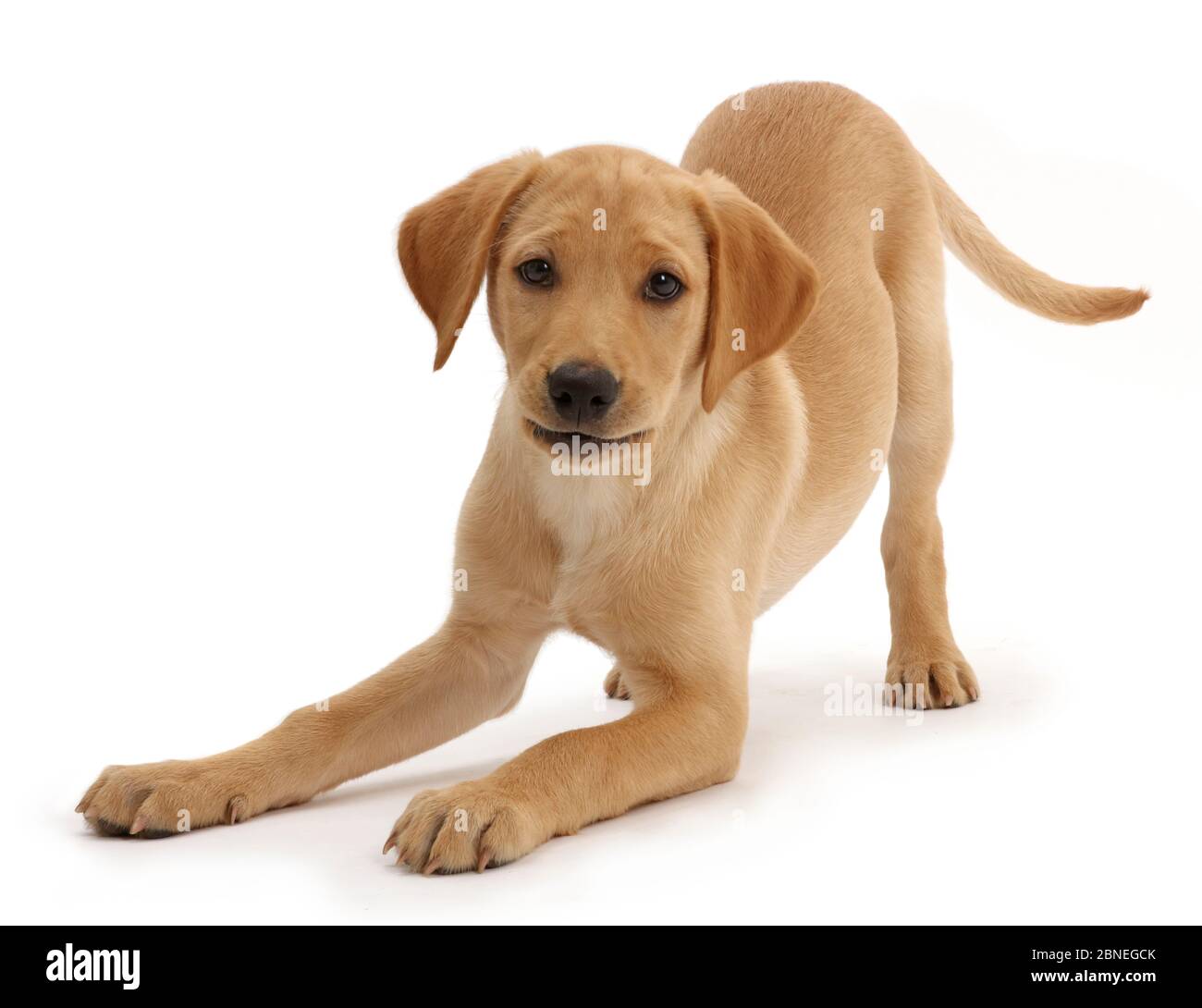 Gelbe Labrador Welpe, Alter 11 Wochen im Spiel Bug. Stockfoto