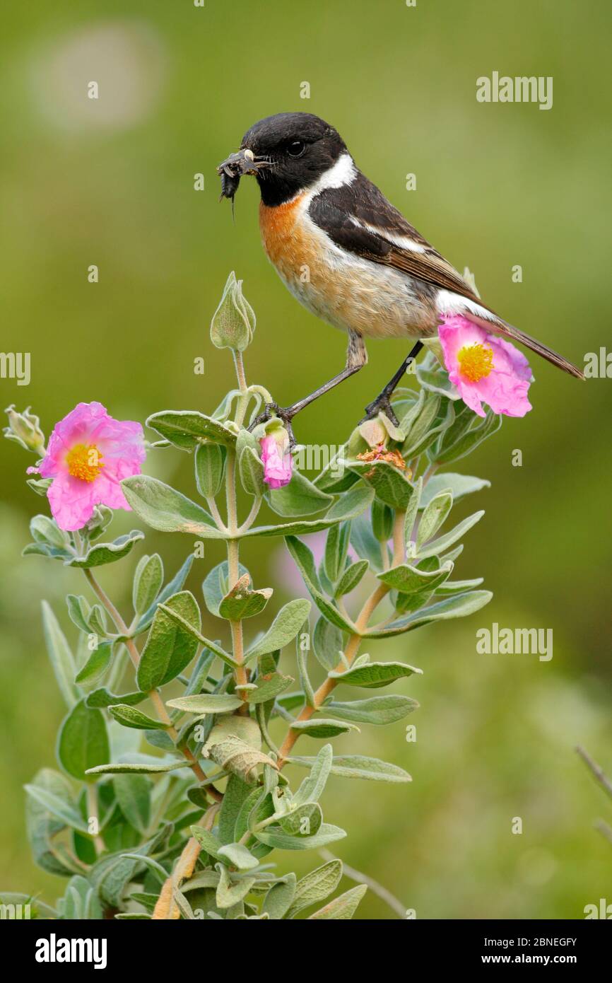 Steinkehlchen (Saxicola torquata) mit Beutetieren auf Blumen, Naturpark Sierra de Grazalema, El Bosque, Südspanien, April. Stockfoto