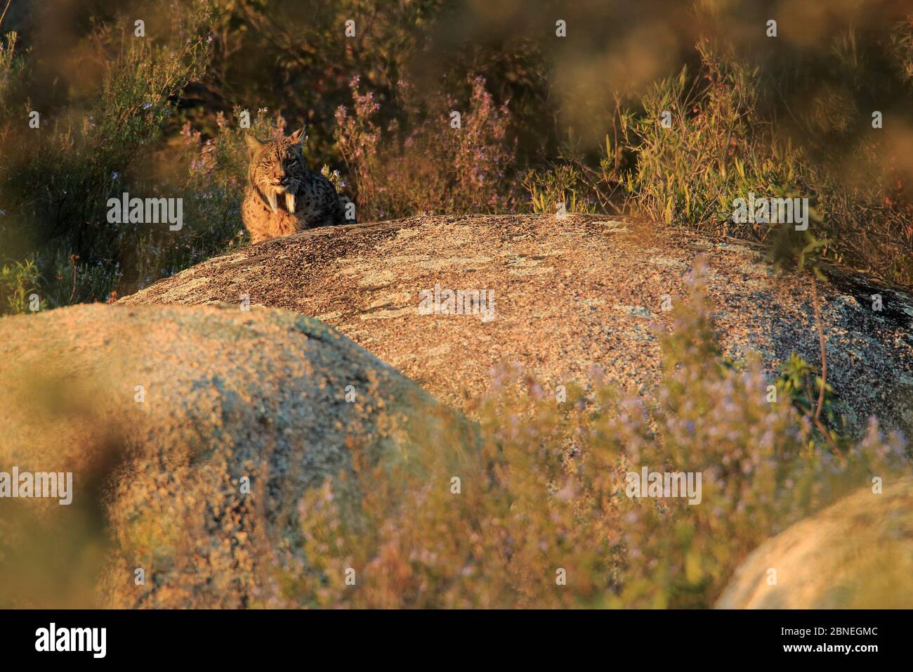 Iberischer Luchs (Lynx pardinus) Naturpark Sierra de Andujar, Jaen, Spanien, Januar. Stockfoto