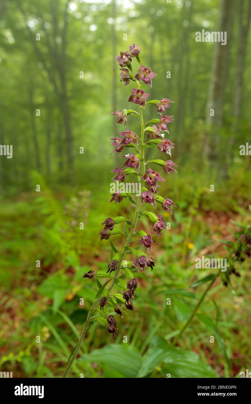 Dunkelrote Helleborine (Epipactis atrorubens) blüht im Wald, Linares, Kantabrien, Spanien, August. Stockfoto