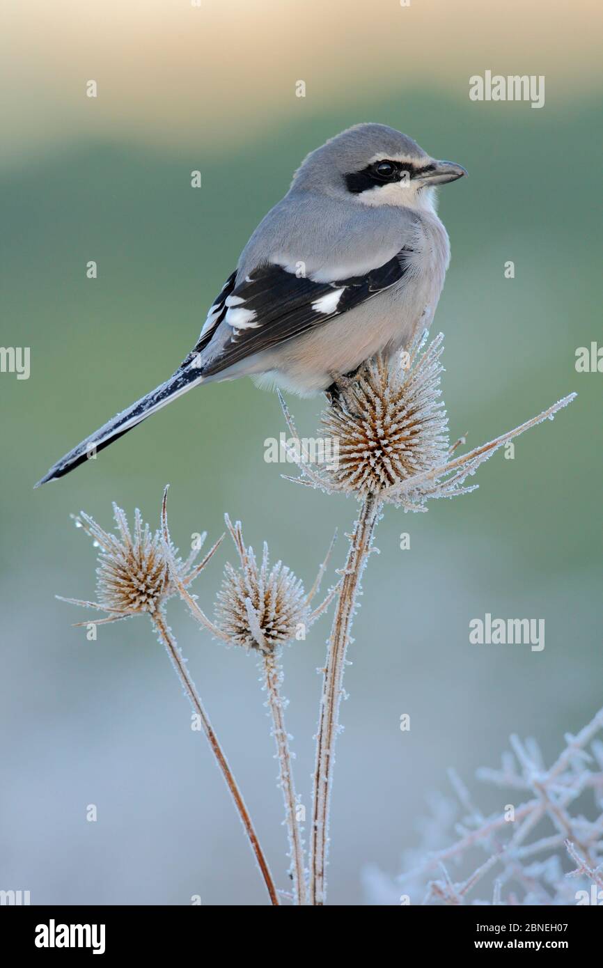 Grauer Südwürger (Lanius meridionalis) auf frostigen Teelöffel, Naturpark Sierra de Grazalema, Südspanien, Dezember Stockfoto