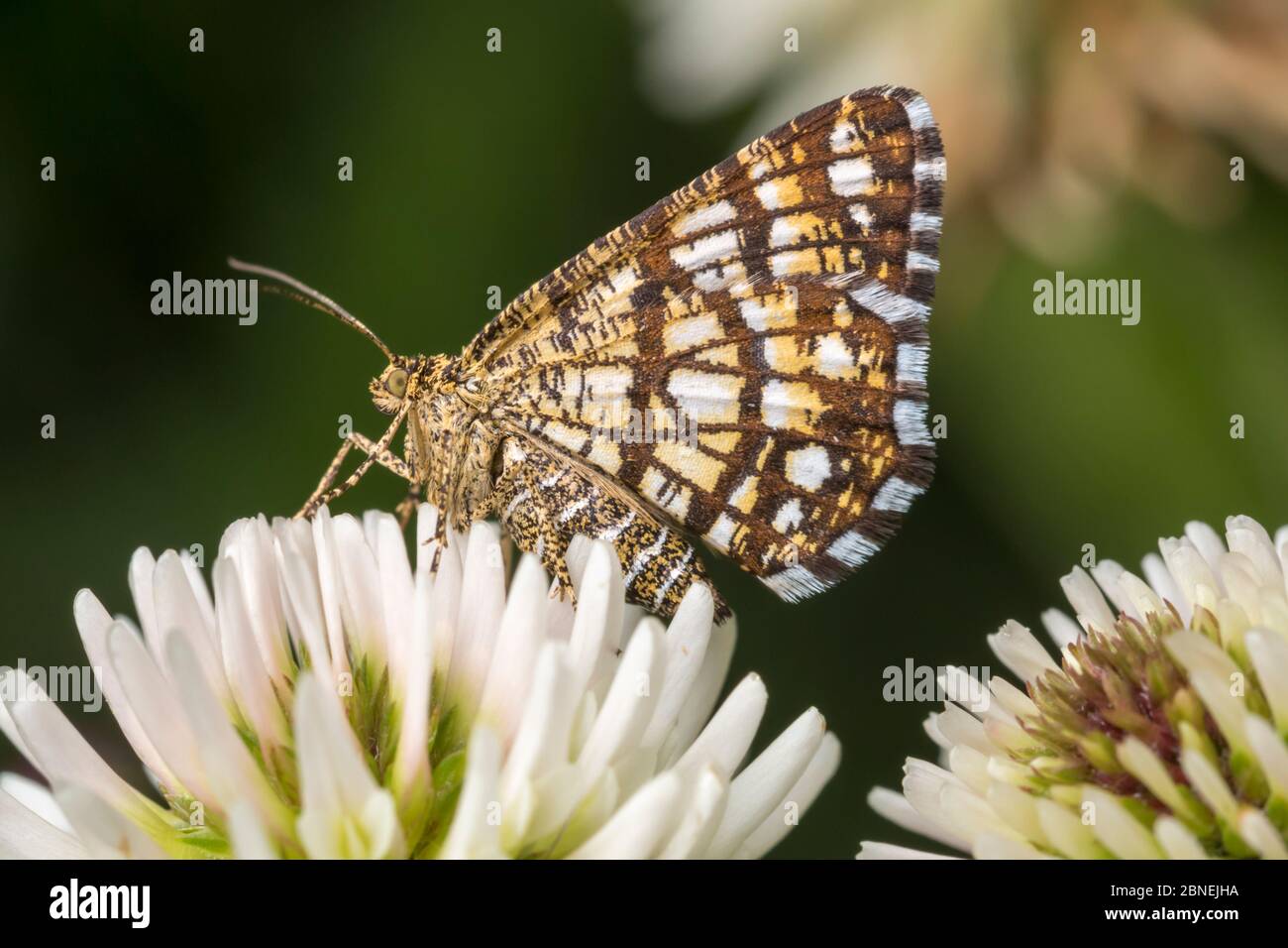 Lattisierte Heidemotte (Chiasmia clathrata) auf Klee-Blüten. Nordtirol, Österreichische Alpen. Juni. Stockfoto