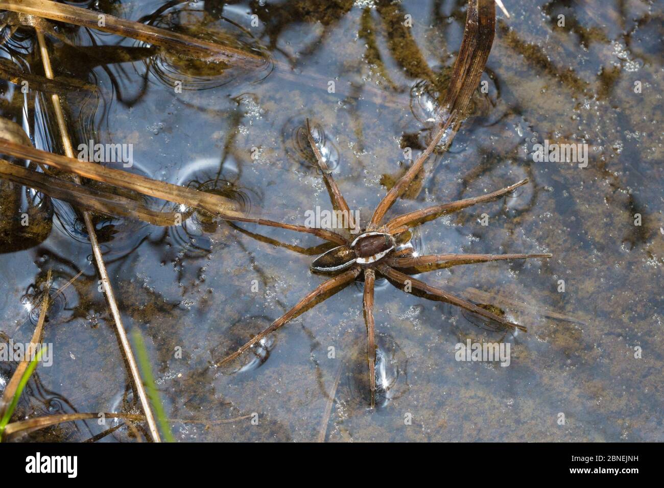 Floßspinne (Dolomedes fimbriatus) Männchen, das auf der Oberfläche eines Moorbades ruht. Nordtirol, Österreichische Alpen, Juni. Stockfoto