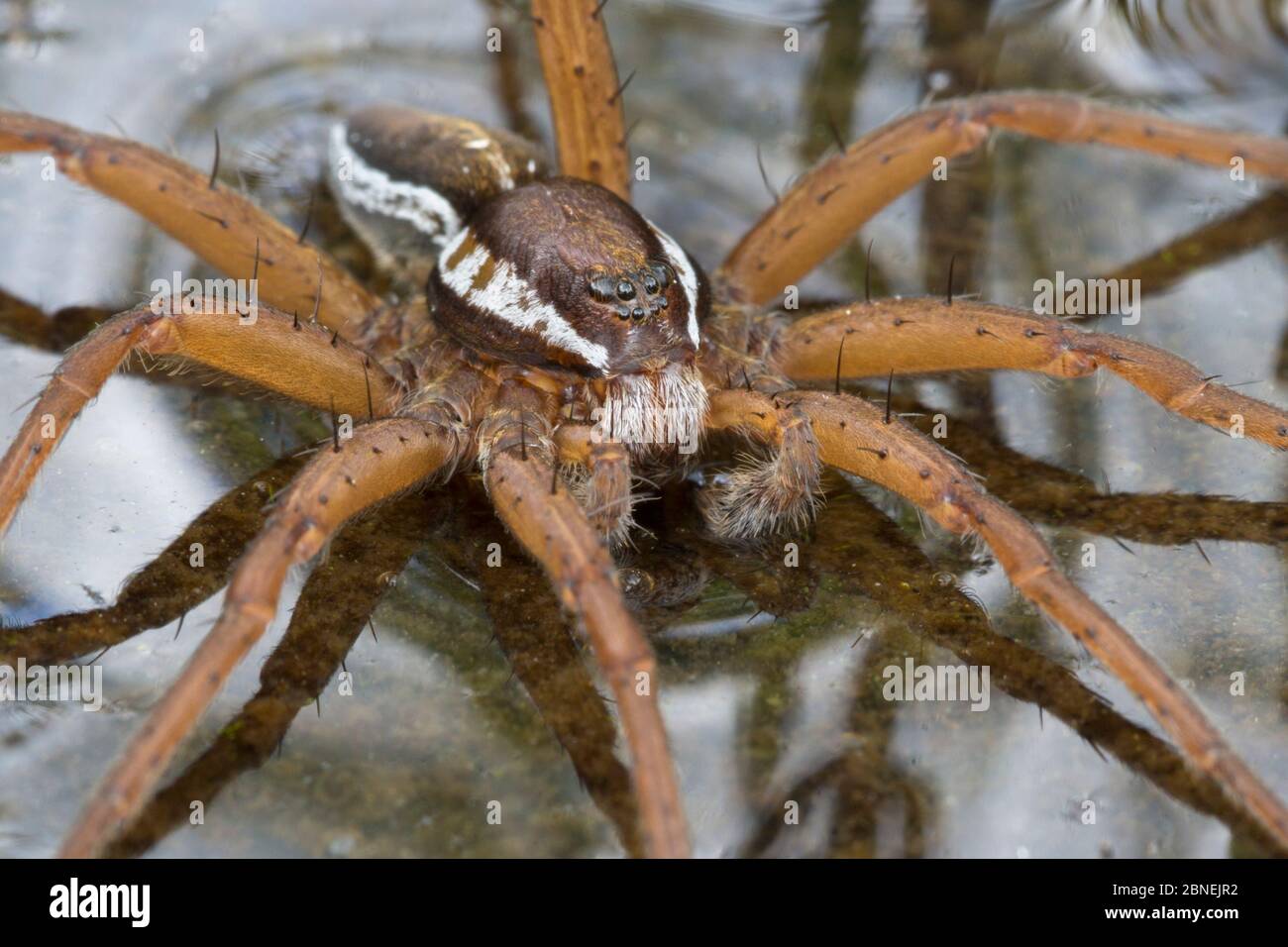 Floßspinne (Dolomedes fimbriatus) Männchen, das auf der Oberfläche eines Moorbades ruht. Nordtirol, Österreichische Alpen, Juni. Stockfoto