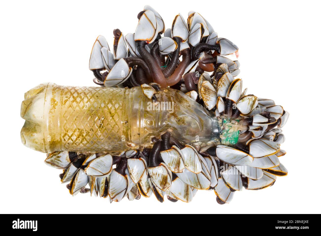 Pelagic Schwanenhals Barnacle / glatte Schwanenhals Barnacle Kolonie (Lepas anatifera) an Kunststoff-Flasche befestigt gewaschen auf einem Strand nach schweren Stürmen Stockfoto