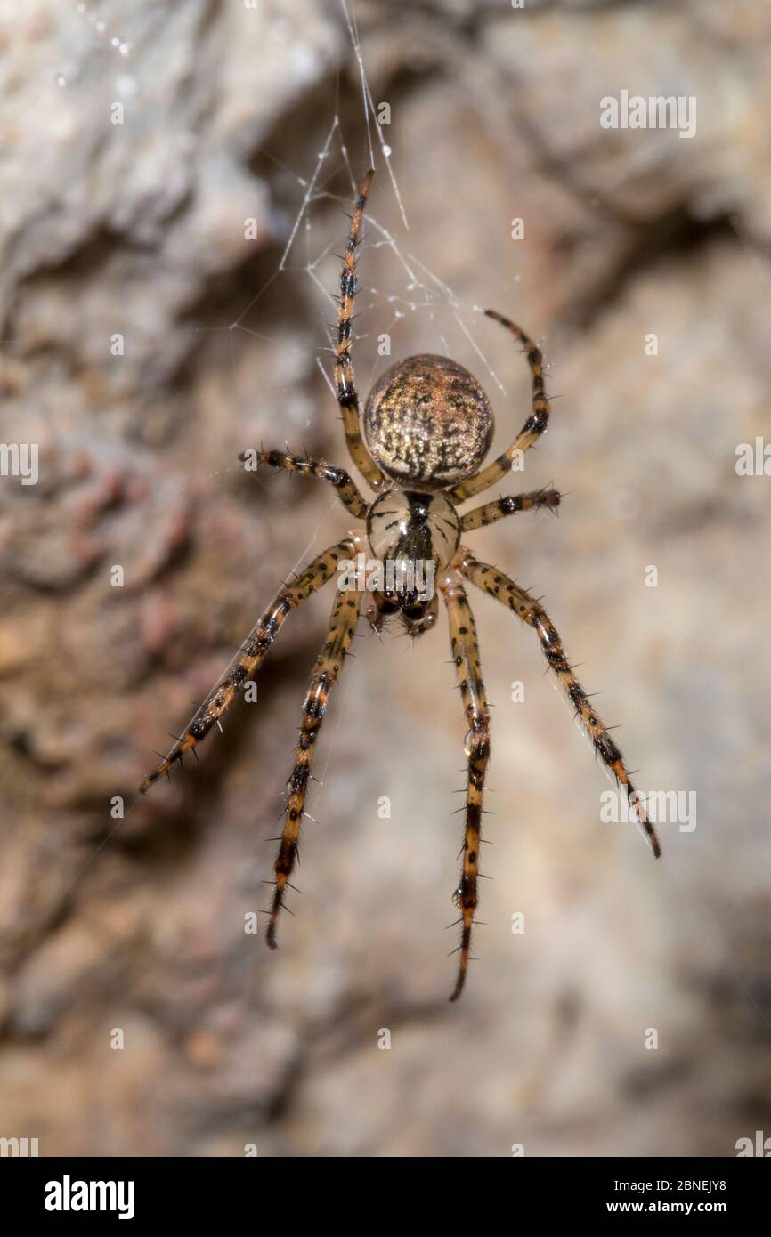 Langkieferige Orbweber (Metellina meriae) in Kalksteinhöhle. Peak District National Park, Derbyshire, Großbritannien. Oktober. Stockfoto