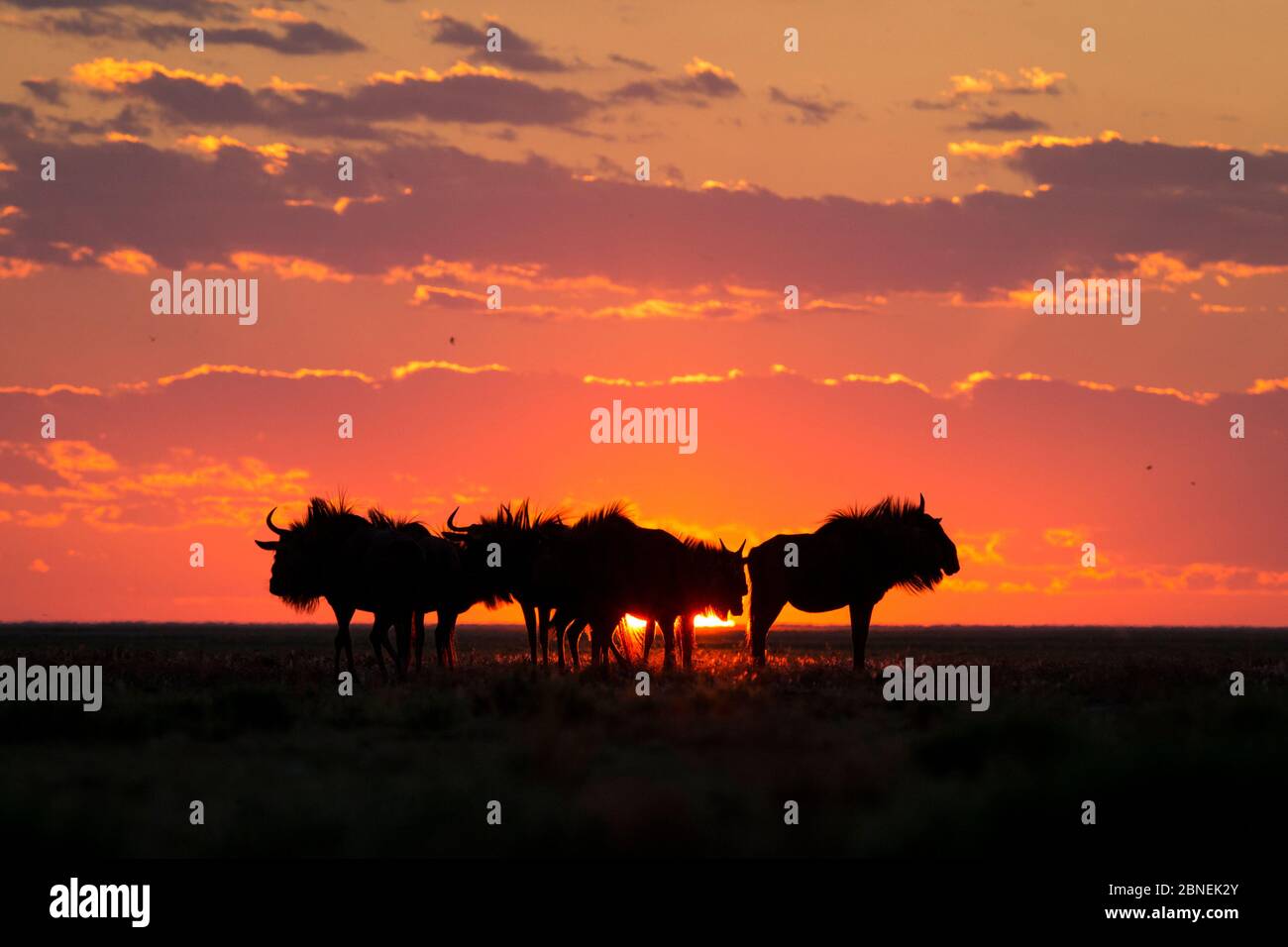 Blauer Gnus (Connochaetes taurinus), der gegen den Sonnenuntergang schilhouettiert ist. Liuwa Plain National Park, Sambia. Mai Stockfoto