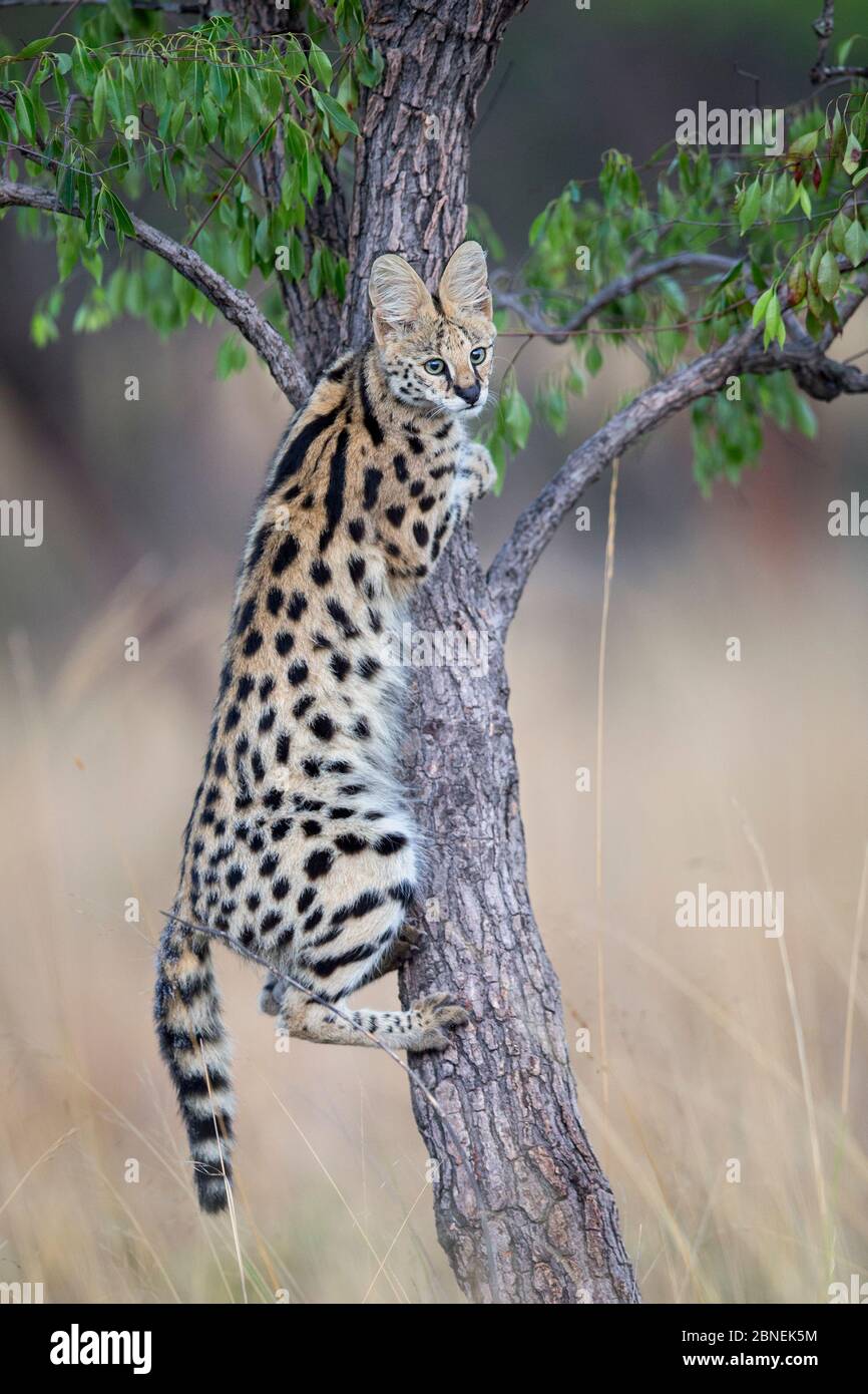 Serval (Leptailurus serval) Kletterbaum. Liuwa Plain National Park, Sambia. Dezember Stockfoto