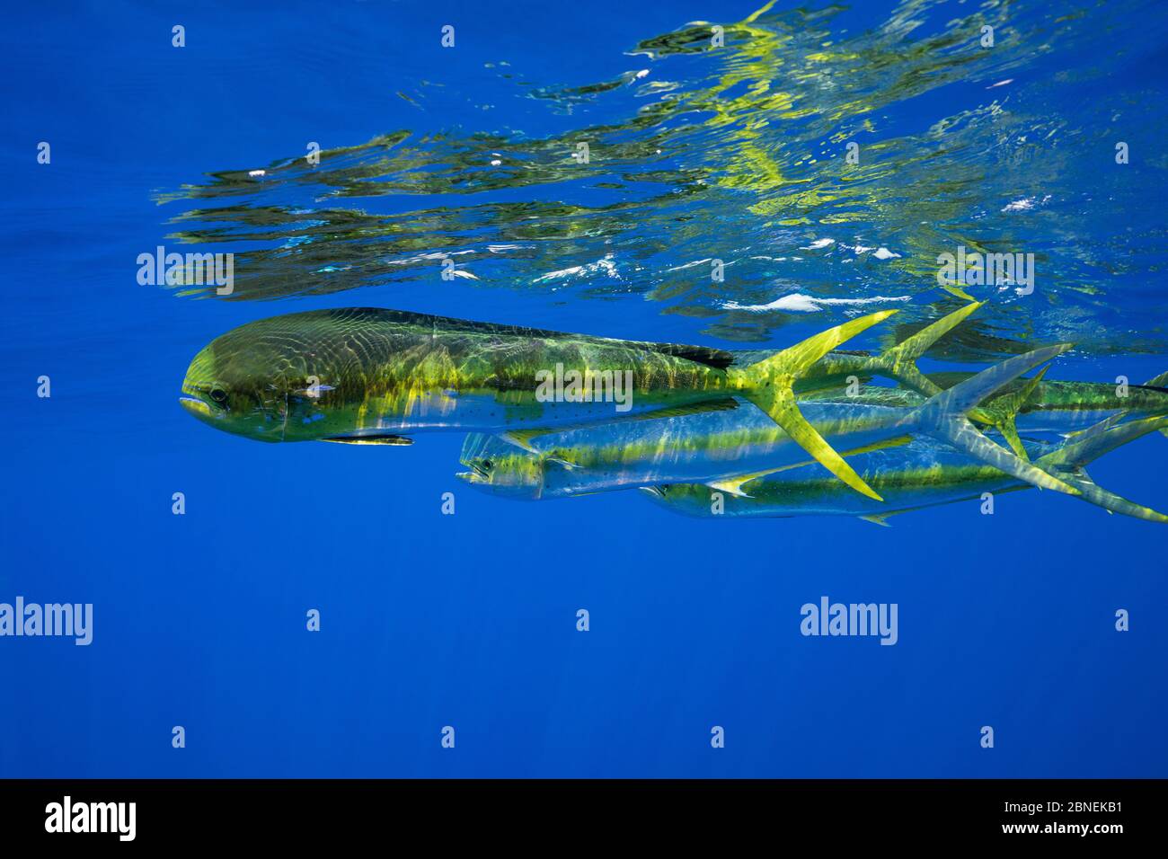 Mahi-Mahi (Coryphaena hippurus) beim Schwimmen vor dem Kaiwi Point, Kona, Hawaii Island, USA. Stockfoto