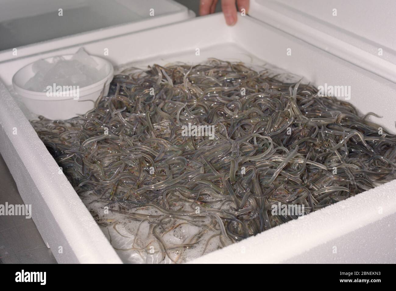 Glasaale, junge europäische Aale (Anguilla anguilla), die in einer isolierten Box mit Eis und Wasser bei UK Glasaale für den Transport nach Germ verpackt werden Stockfoto