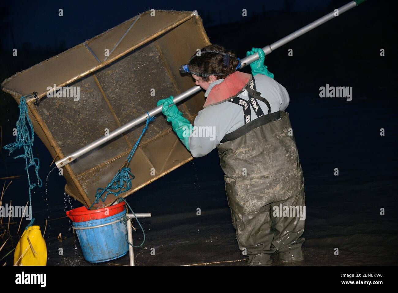 Anna Carey Fischerei unter Lizenz mit einem rechtlich großen Tauchnetz für junge europäische Aal (Anguilla anguilla) Elver, oder Glasaale, bei einer steigenden Flut auf th Stockfoto