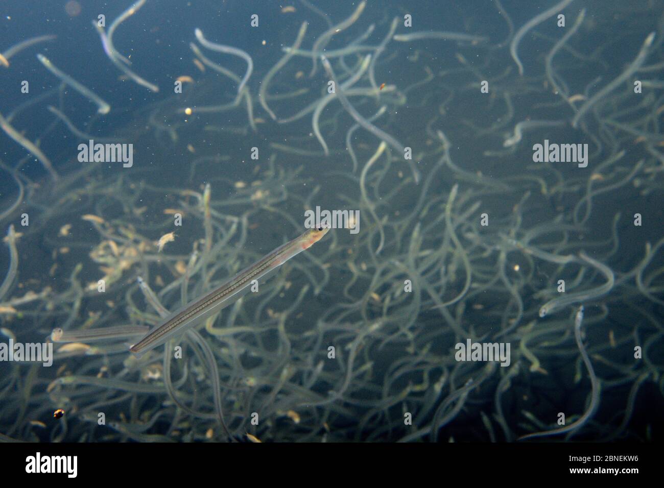 Junge Europäische Aal (Anguilla anguilla) Glasaale, oder Glasaale, die während ihrer jährlichen Migration bis Flüsse aus den Bristol Channel gefangen, Schwimmen in der l Stockfoto
