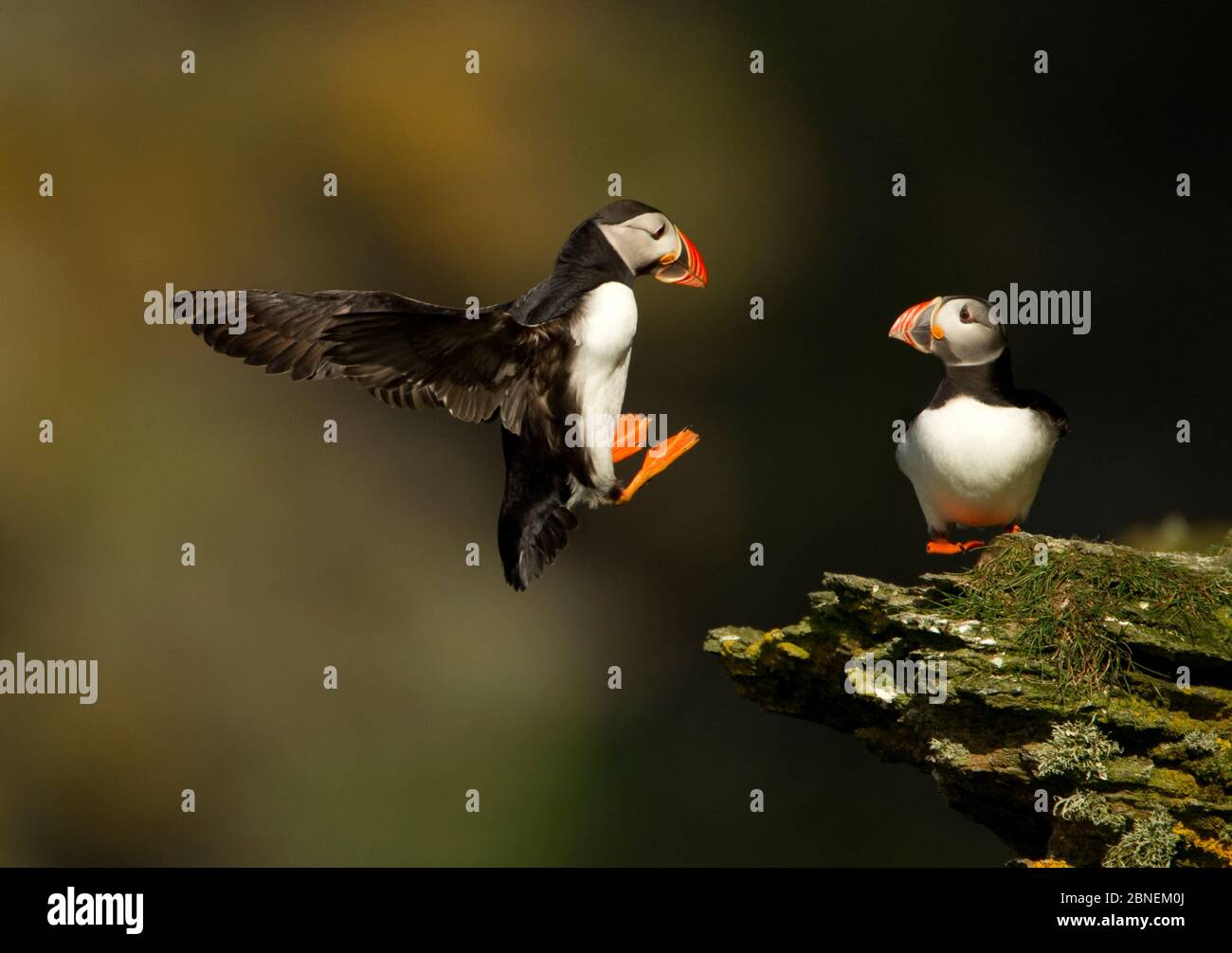 Atlantikpuffin (Fratercula arctica), die auf einem Klippenhang landet, Hermaness, Shetland Isles, UK, Juli Stockfoto