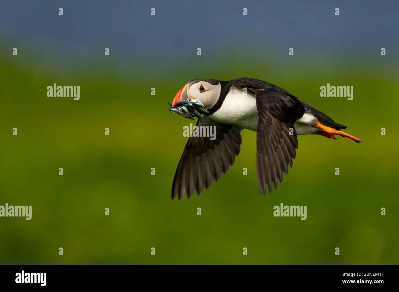 Atlantischer Puffin (Fraterkula arctica) im Flug, der Sandaale zurück zu seinem Küken trägt, Sule Skerry, Schottland, Großbritannien, Juli Stockfoto