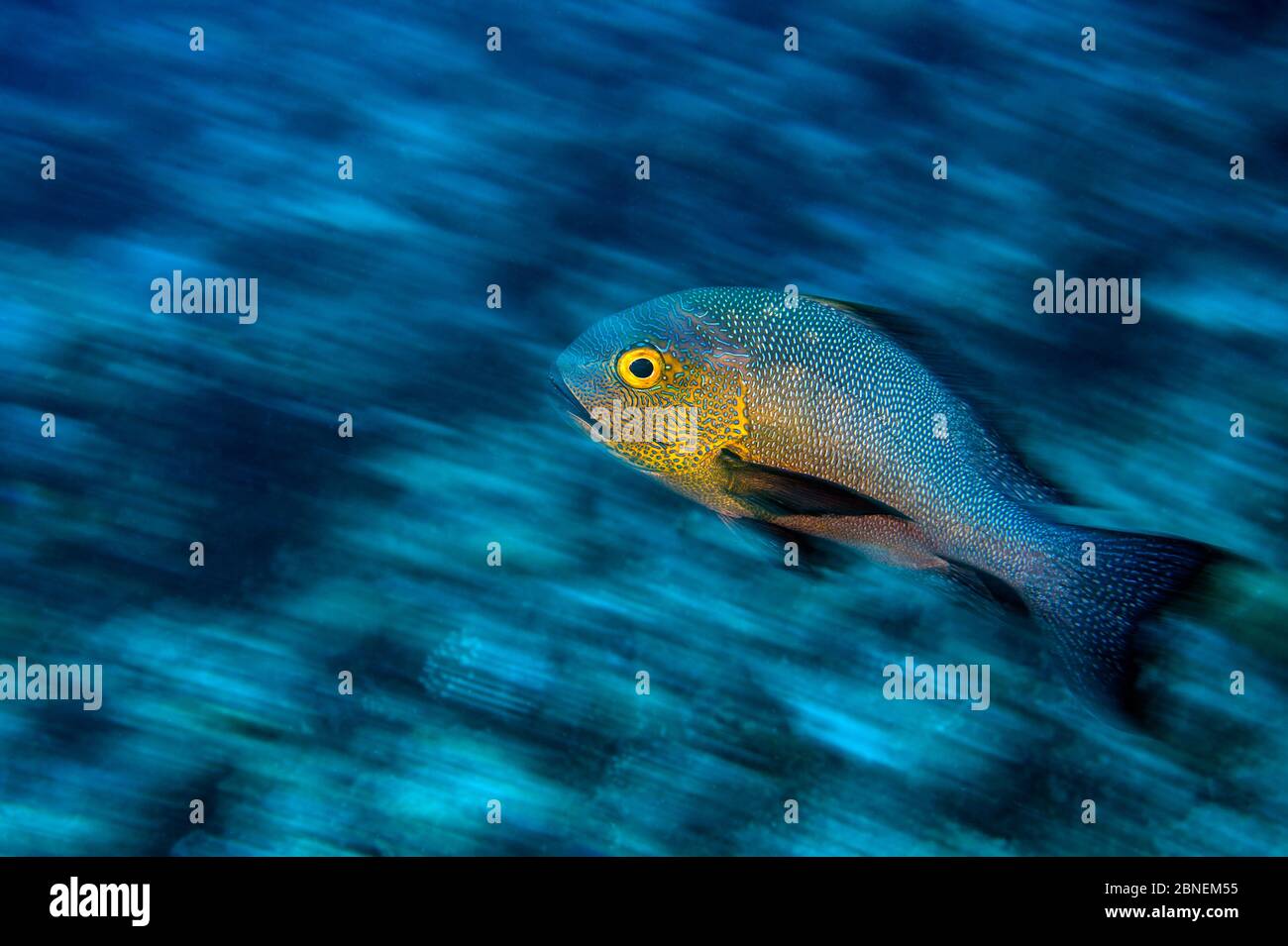 Lange Exposition eines Midnight Snapper (Macolor macularis) schwimmend über einem Korallenriff. Felseninseln, Palau, Mikronesien. Tropischer westlicher Pazifischer Ozean Stockfoto