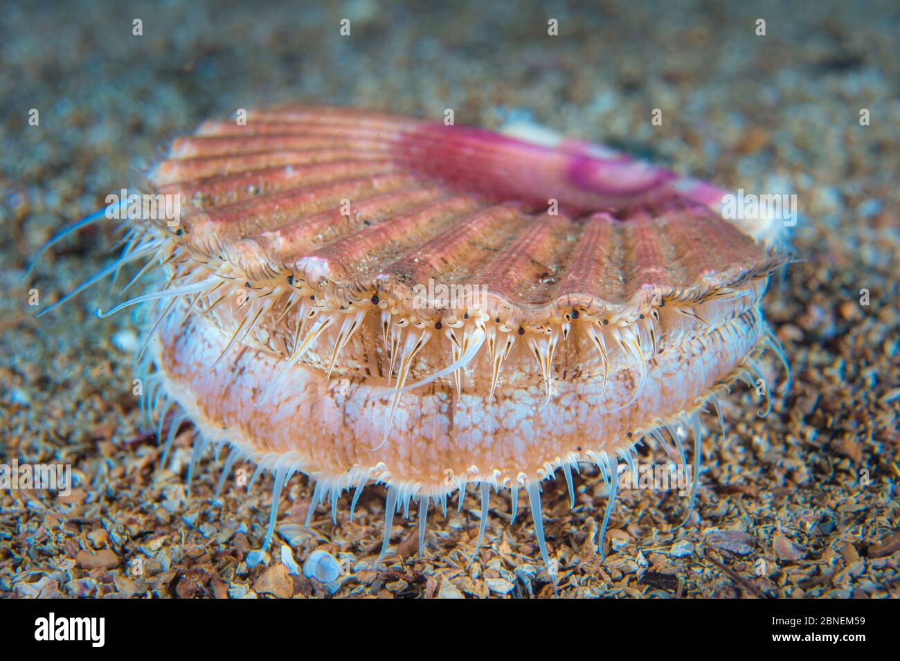 Jakobsmuschel (Pecten maximus) Loch Carron, Ross und Comarty, Schottland, Großbritannien. Nordostatlantik. Stockfoto