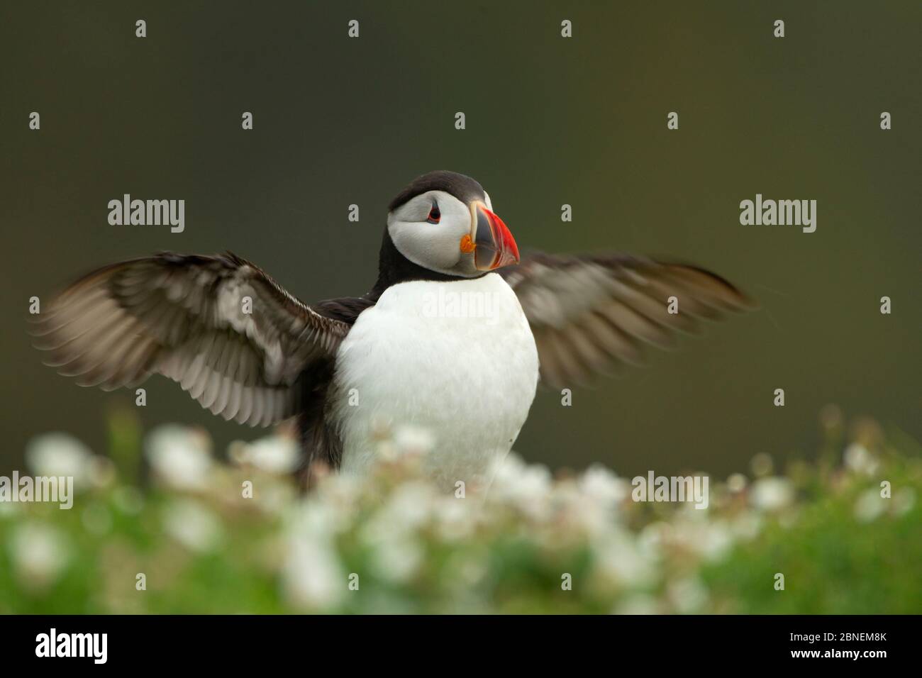 Ausstellung von Atlantic Puffin (Fratercula Arctica), Skomer Island, Wales, Großbritannien, April Stockfoto