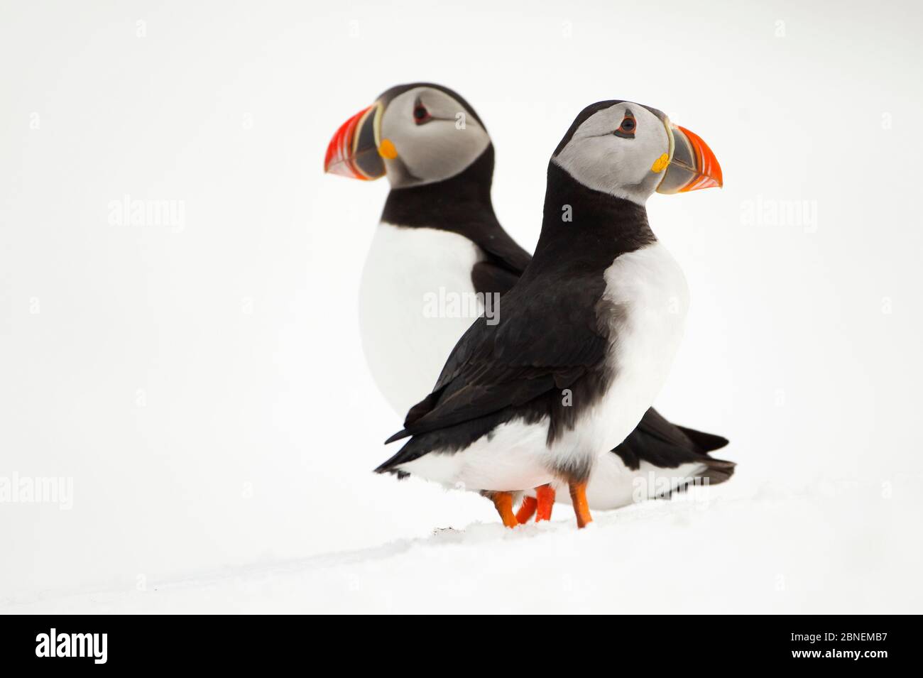 Atlantischer Papageientaucher (Fraterkula arctica) auf einer Schneebank, Hornøya, Varanger, Norwegen, April Stockfoto