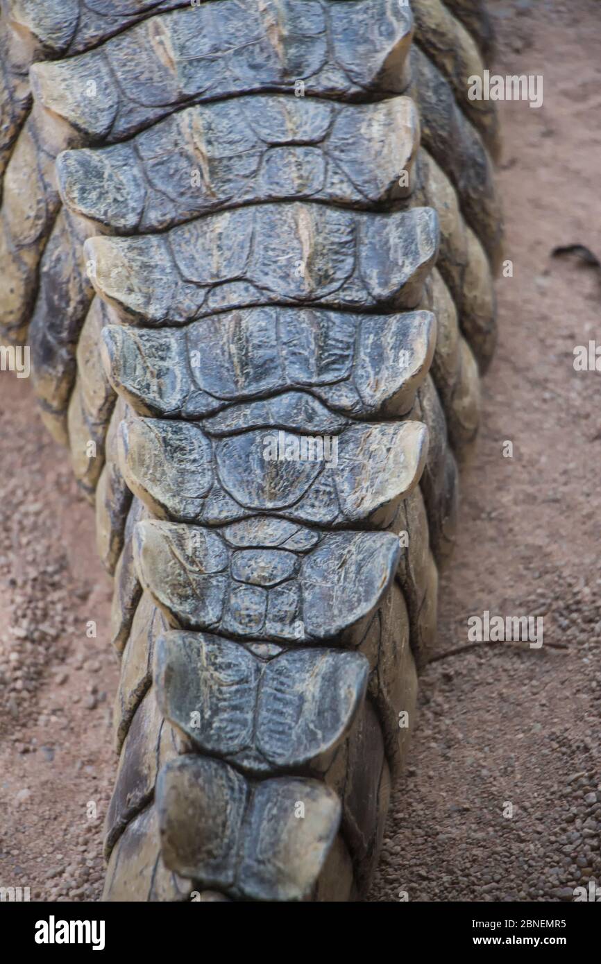 Vertikale Aufnahme eines Krokodilschwanzes, der auf dem Boden kriecht Stockfoto