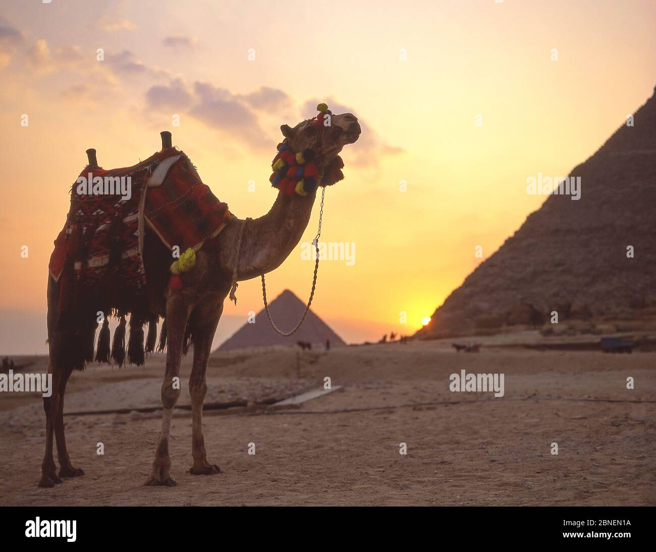 Kamel mit Quasten und geschmückten Sattel bei Sonnenuntergang, die Großen Pyramiden von Gizeh, Gizeh, Gizeh Governate, Republik Ägypten Stockfoto